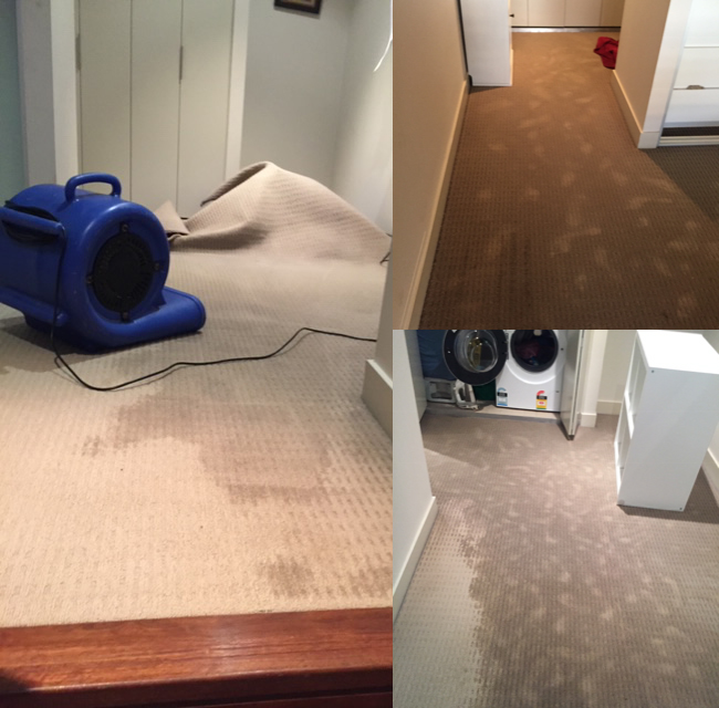 Sydney emergency flooding dry wet carpets