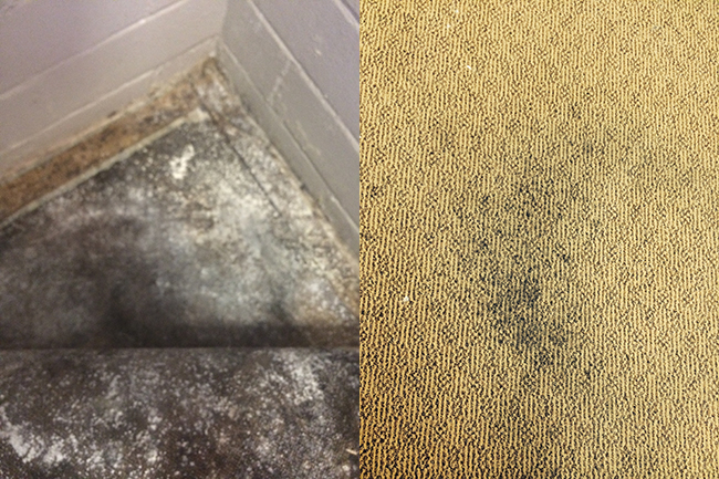 prevent mould in your wet carpet