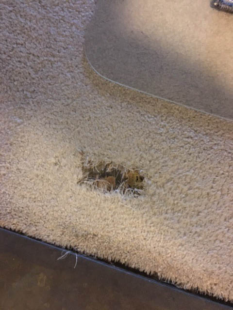 re-stretching carpet after pet stains in Sydney 2017