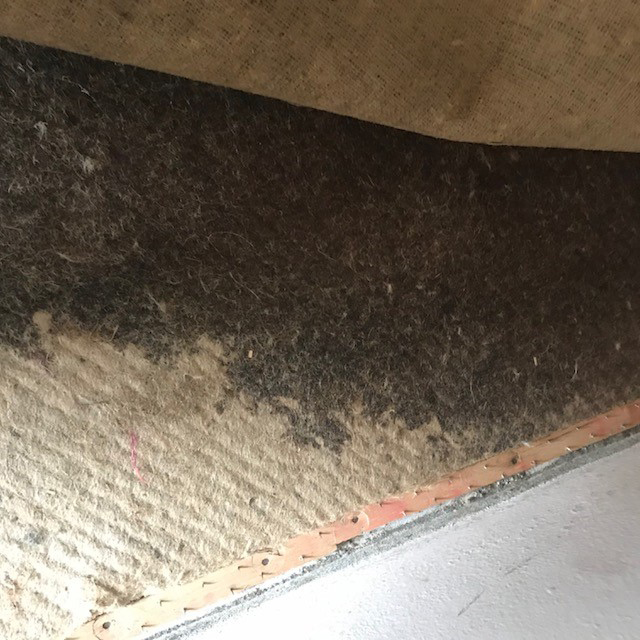 Smelly mould underlay 2018 by Refresh carpet cleaning, Sydney