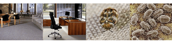 office carpet cleaning Sydney, staff health