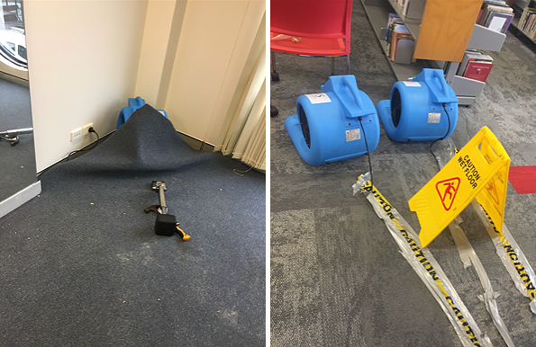 Sydney prevent and treat mould in Carpets